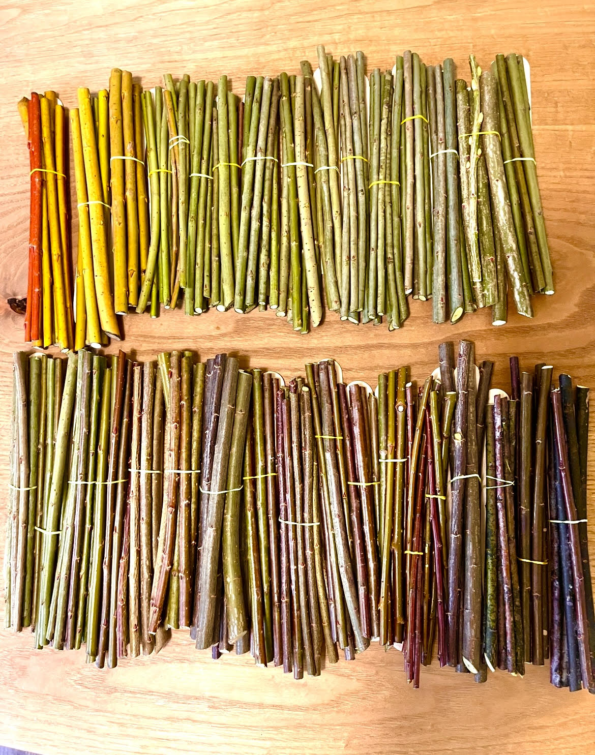 Willow Cuttings!
